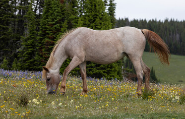 Wild Horse in Summer in the Pryor Mountains Montana