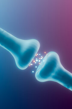 Synaptic Transmission in Neural Network