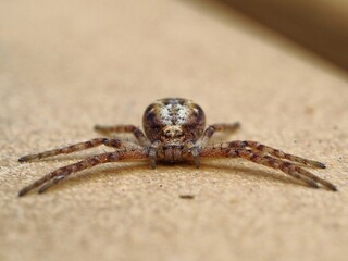 Turf running crab spider