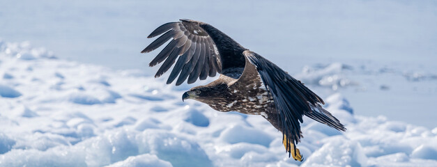 White-tailed eagle
