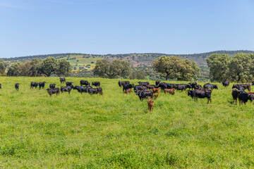 black bulls in a bull farm