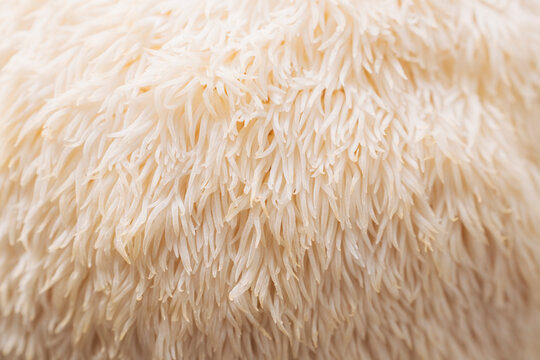 Lions Mane mushroom detail
