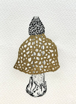 Mushroom Phallus indusiatus drawing