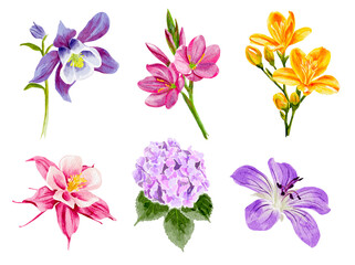 Watercolor flowers, illustration of flowers without background