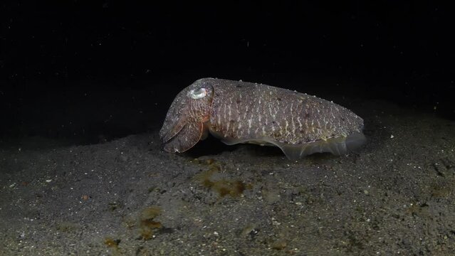 Broadclub cuttlefish - Sepia latimanus is looking for food at night. Sea life of Tulamben, Bali, Indonesia.
