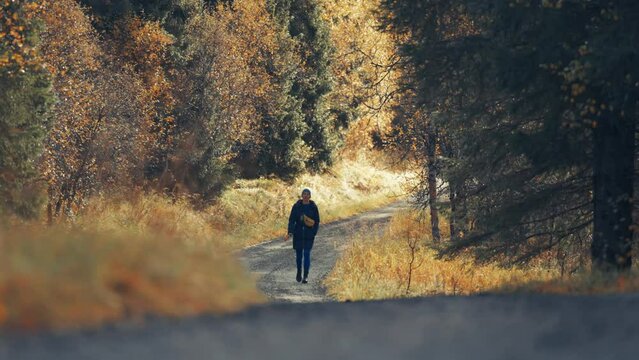 A woman walks a dog along the forest road. Autumn trees on both sides of the road.