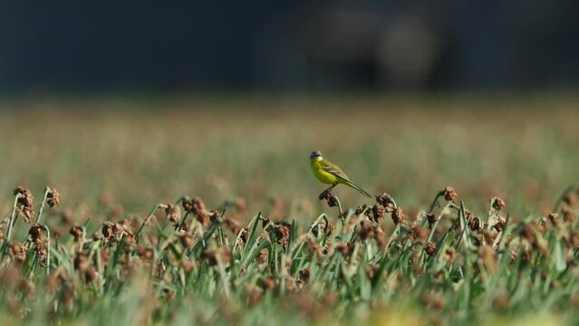 Medium shot of a  Western Yellow Wagtail sitting on wilting plants