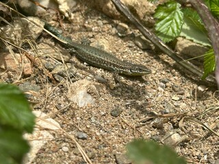 Small lizard looking at camera