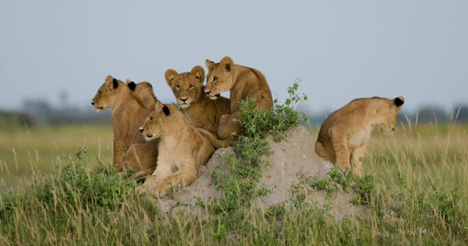 Close-up. Six cute lion cubs sitting on an anthill looking into the African bush