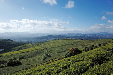 Rolling hills in Trai Mat, Dalat, shimmer emerald green under the sun. Crisp tea bushes, row upon row, paint a mesmerizing landscape. A postcard-perfect escape to Vietnam's tranquil tea heaven