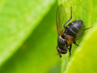 Siphona Ganiculata Fly sitting on a lush green leaf.