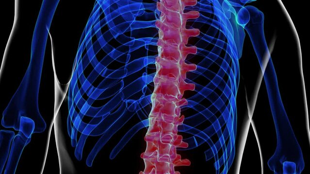 Vertebral column anatomy for medical concept 3D rendering