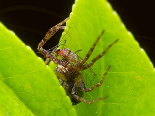Turf running crab spider sat on a plant eating a fly