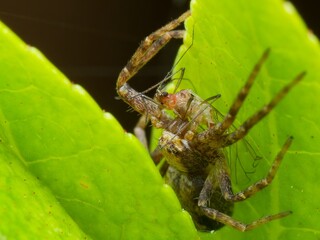 Turf running crab spider sat on a plant eating a fly
