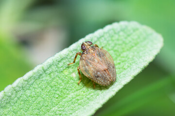 Selective focus on Issid planthopper on a leaf, Issus Coleoptratus