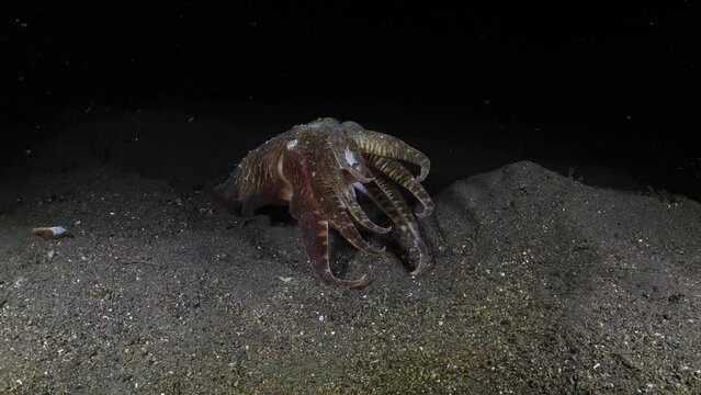 Broadclub cuttlefish - Sepia latimanus is looking for food at night. Sea life of Tulamben, Bali, Indonesia.