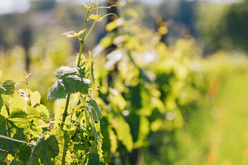 Close-up of young grape vine in spring, Bordeaux region, France