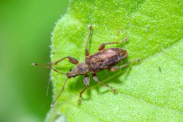 Broad-nosed weevil on a leaf, genus Phyllobius