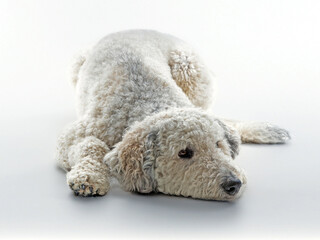 Weißer Labradoodle liegt entspannt vor weissem Hintergrund