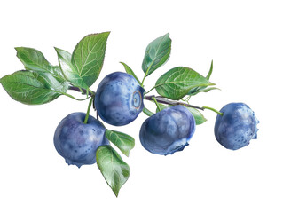 Branch of delicious ripe blueberries, cut out