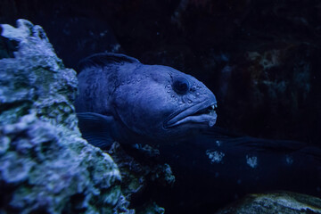 The Atlantic wolffish or devil fish deep underwater photo