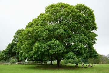 Stunning sycamore tree with wild Fallow Deer in the Kent countryidse, UK. 