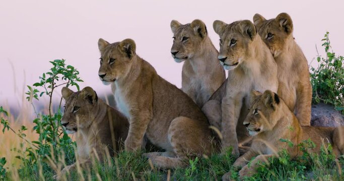Close-up. Six cute lion cubs sitting on an anthill looking into the African bush
