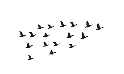 Flying Birds Vector And Illustration. 