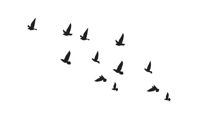 Flying Birds Vector And Illustration. 