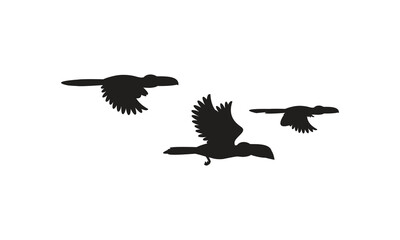Flying Birds Vector And Illustration. 