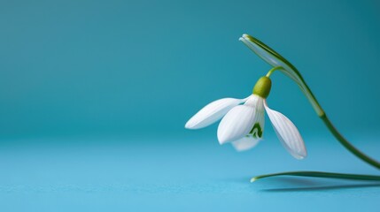 Obraz premium Snowdrop flower on blue background