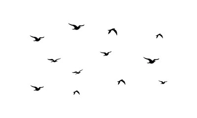 Flying Birds Vector And Illustration. 