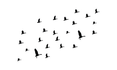 Flying Birds Vector And Illustration. 