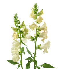 Snapdragon, transparent background, isolated image, generative AI