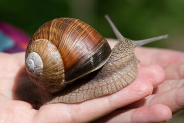 A beautiful snail on a child's hand