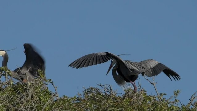 Great blue heron males display territorial behavior at the Bent Oaks Rookery Park in Rockport Texas,