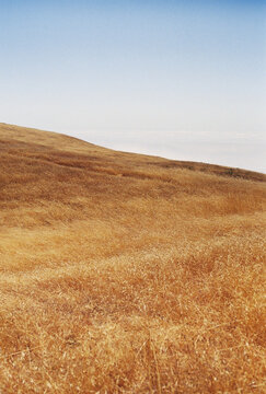 grassland