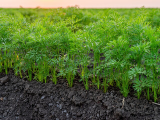 Vibrant carrot field at dawn, with the first light illuminating the lush foliage and fertile soil