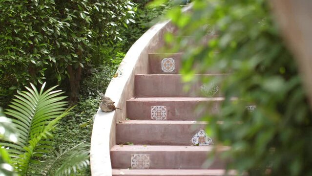 Rustic outdoor staircase with intricate tile accents surrounded by lush green foliage and plants, captured in daylight. steps lead upwards through serene garden environment.
