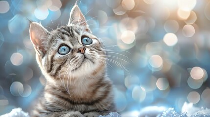  A tight shot of a feline eye, surrounded by a soft-focus backdrop of indistinct background lights, with a tiny kitten gazing skyward