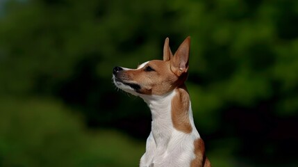  A small, brown-and-white dog stands atop a grassy field, bordering a lush green forest teeming with numerous leafy green trees under a sunny sky