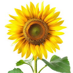 Obraz premium Sunflower, transparent background, isolated image, generative AI