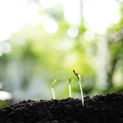 Green Growing cantaloupe sappling plant with dark brown solid