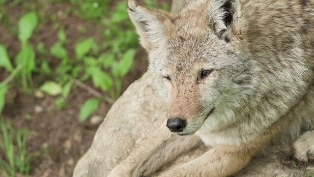 Close-up Of Coywolf Wild Dog Resting Over Rock In The Forest. 