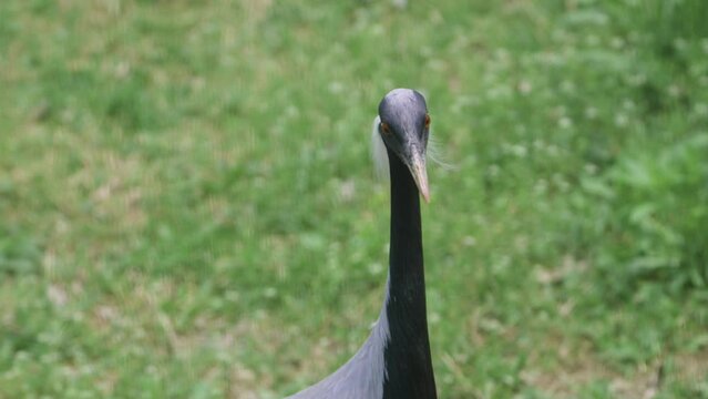 Close-up Portrait Of A Demoiselle Crane (Grus Virgo) Bird. 