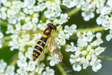 Selective focus on Common Globetail, Sphaerophoria Scripta