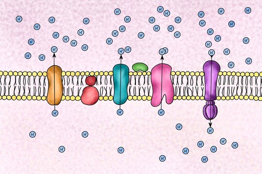 Illustration of a electron transport chain