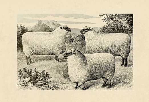 Sheep illustration