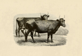 Cattle illustration