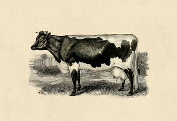 Cow illustration